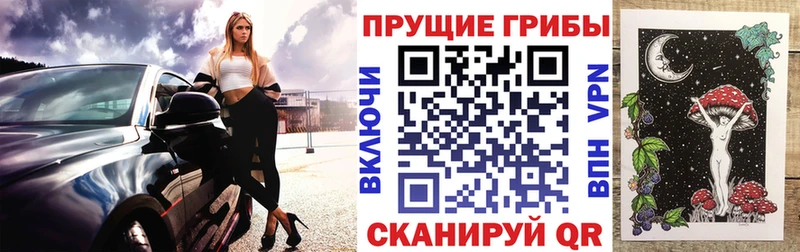 закладка  Курган  Галлюциногенные грибы Psilocybine cubensis 